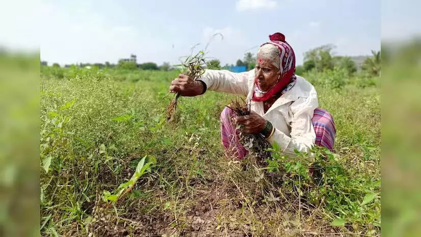 India में कृषि श्रमिकों के लिए खुदरा मुद्रास्फीति में गिरावट आई