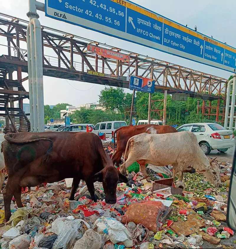 Haryana : गुरुग्राम की सड़कों पर आवारा पशुओं का कब्जा लोगों में सुरक्षा को लेकर डर