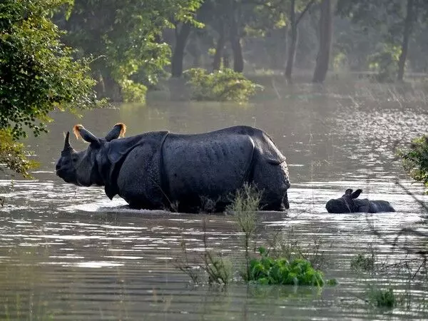 वन्यजीव विशेषज्ञ ने एक सींग वाले गैंडे के संरक्षण के लिए दूरदर्शी पहल के लिए PM Modi की प्रशंसा की