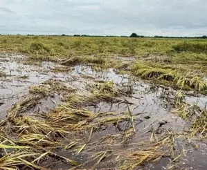 म्यांमार का कृषि विभाग बाढ़ प्रभावित क्षेत्रों में दोबारा खेती करने में करेगा मदद