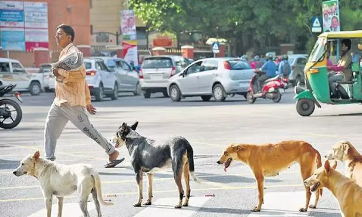 Karnataka: बीबीएमपी 300 आवारा कुत्तों को माइक्रोचिप लगाएगा