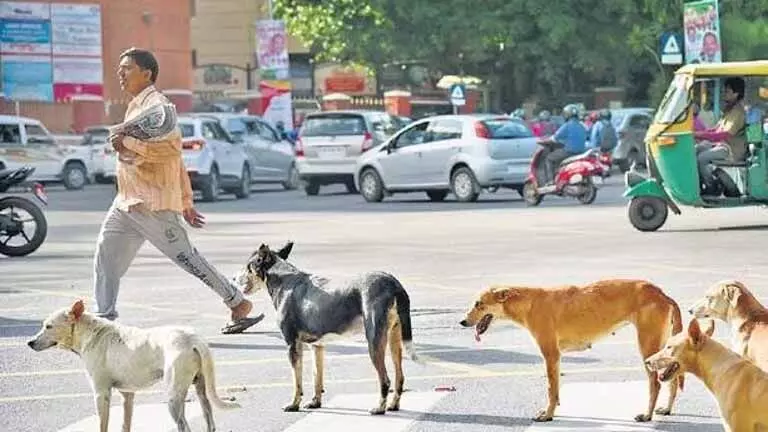 Karnataka : बीबीएमपी बेंगलुरू के दो इलाकों में 300 आवारा कुत्तों को माइक्रोचिप लगाएगी