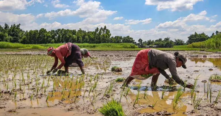 Assam : बढ़ते तापमान के कारण धान की खेती में बाधा के कारण कलाईगांव के किसान संघर्ष