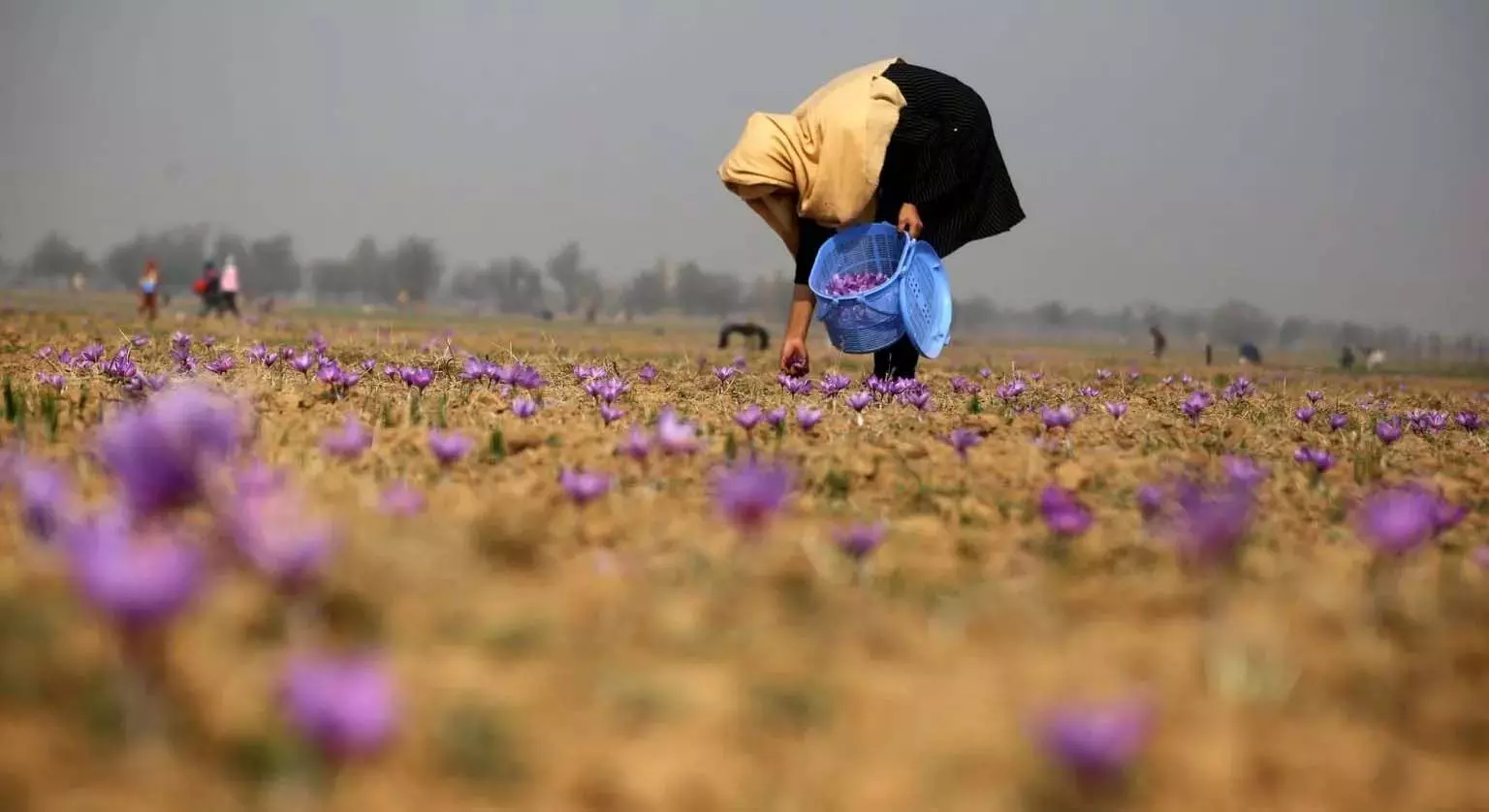 Kashmir: ग्लोबल वार्मिंग से कश्मीर की सुनहरी फसल को खतरा