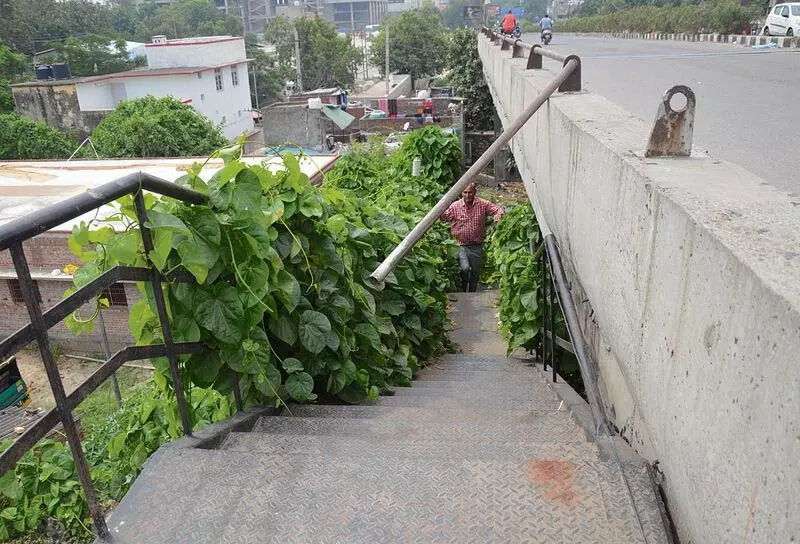 Lakkad ब्रिज फ्लाईओवर के साथ पैदल यात्री मार्ग उपेक्षा की तस्वीर पेश करता