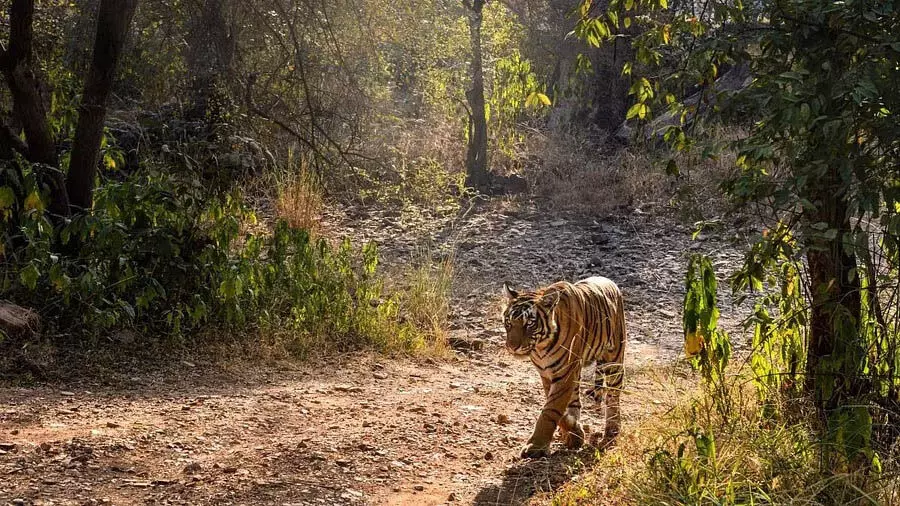 Rajasthan के रणथंभौर राष्ट्रीय उद्यान में बाघ मृत पाया गया