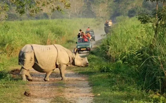 Assam: डिब्रू-सैखोवा राष्ट्रीय उद्यान का 36% क्षेत्र नष्ट हो गया