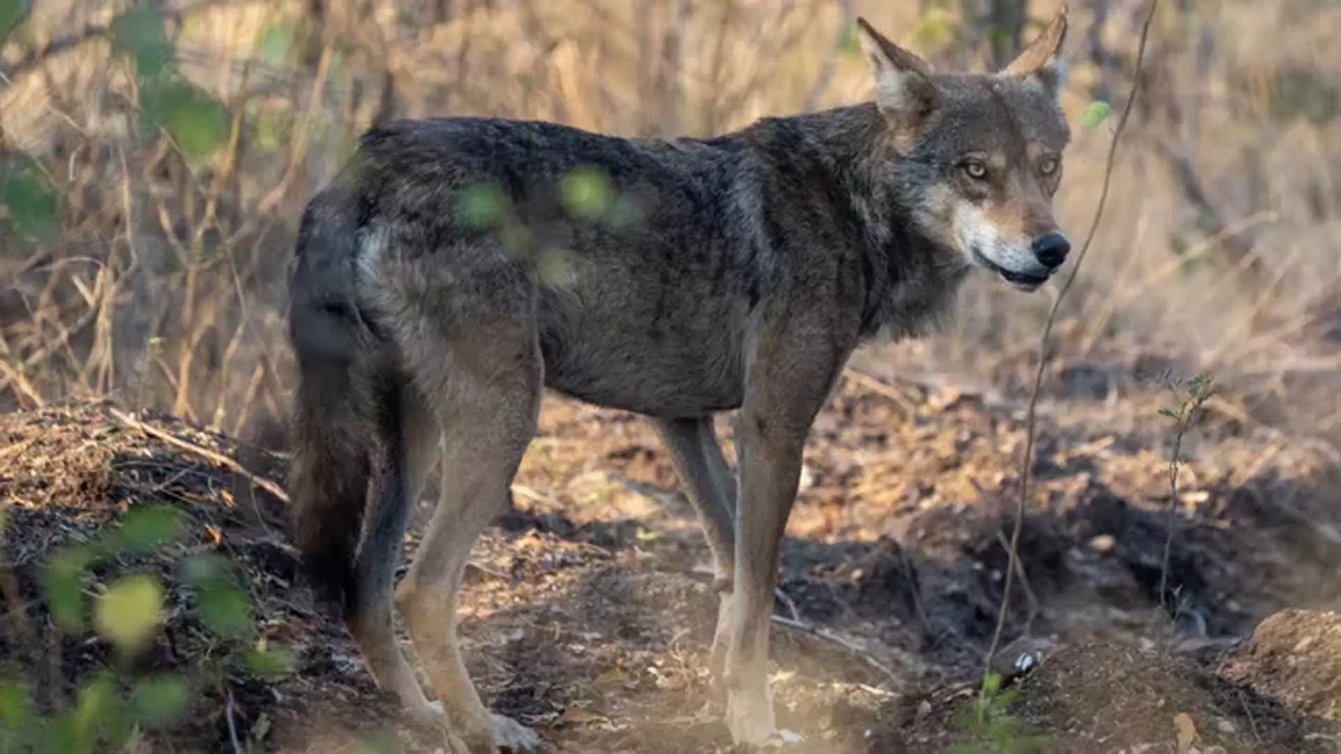 भारत में Wolf के हमले वैसे नहीं होते जैसे दिखते हैं