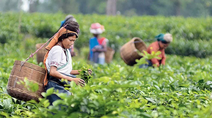 पहाड़ में Tea Trade Unions बोनस मांग को लेकर 27 सितंबर को प्रदर्शन