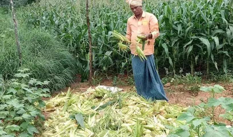 Siddipet: बंदरों, जंगली सूअरों और तोतों ने मक्का किसानों को संकट में डाला