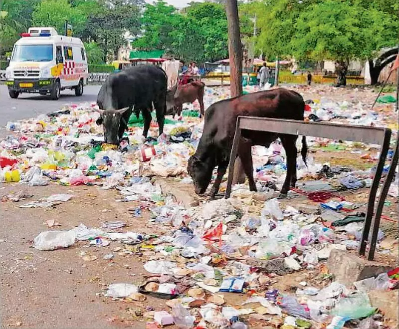 Haryana : हमारे पाठक क्या कहते हैं नरवाना में कूड़ा नहीं उठाया गया