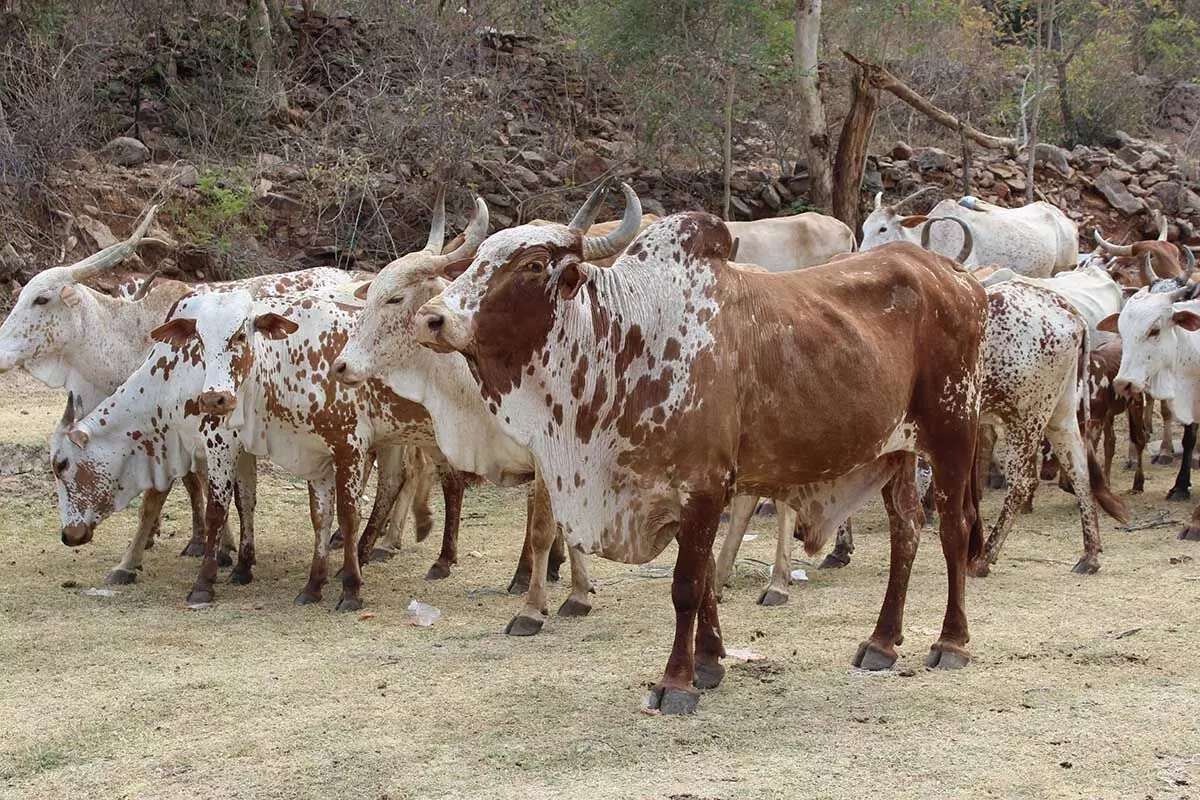 Dei: विरान पड़े पूरे स्कूल भवन में फैल रहा मवेशियों का गोबर