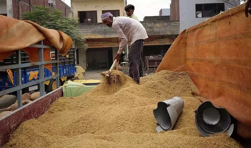 12,000 मीट्रिक टन Basmati मंडियों में पहुंची