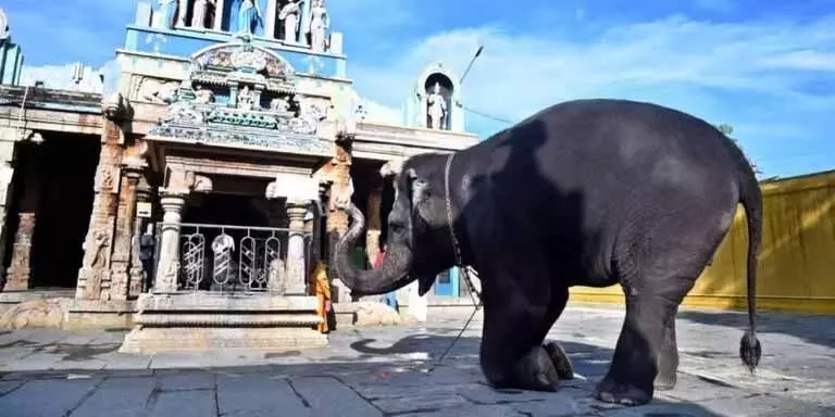 TN : मंदिरों में बंदी हाथियों की सुरक्षा पर जनहित याचिका, तमिलनाडु को जवाब दाखिल करने को कहा गया