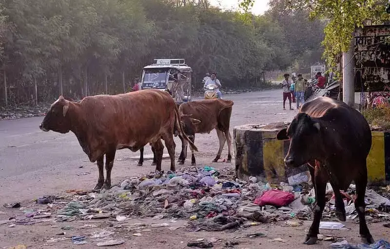 Amritsar में आवारा पशु हरियाली के लिए खतरा