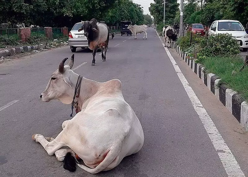 Haryana : हमारे पाठक क्या कहते हैं रोहतक आवारा पशुओं के आतंक से त्रस्त