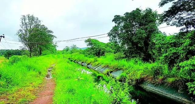 GOA: क्षेत्र के किसान खेतों तक पहुंचने के लिए हाई-टेंशन बिजली लाइनों को चकमा देने को मजबूर