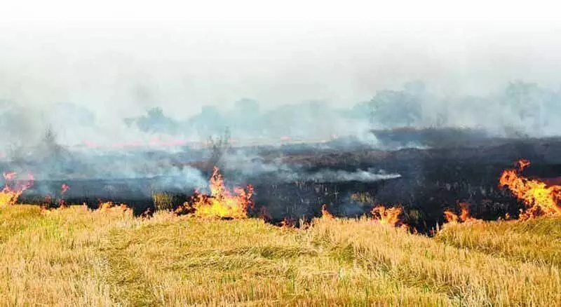 Jalandhar: प्रशासन ने धान की पराली जलाने पर प्रतिबंध लगाया