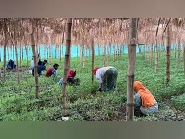 Andhra: माली टीम ने तिरुपति जिले में प्राकृतिक खेती के खेतों का दौरा किया