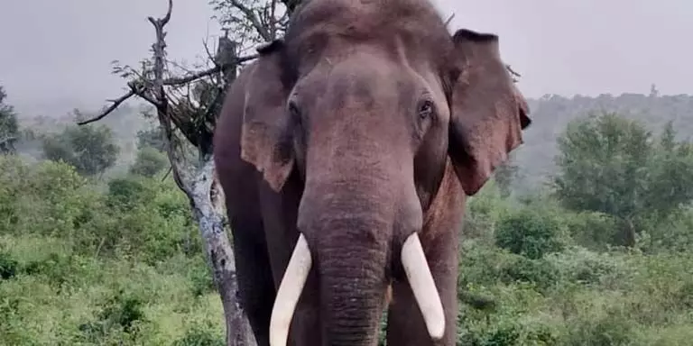 Odisha के बारीपदा में हाथी ने महिला को कुचलकर मार डाला