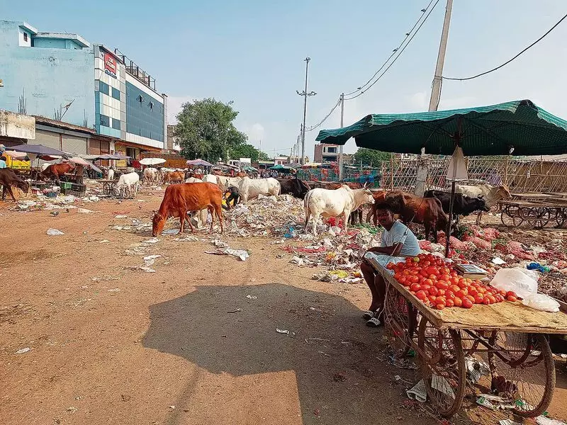 Haryana : चूक और निष्क्रियता के कारण मिलेनियम सिटी की मंडी गंदगी और अराजकता में डूबी