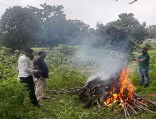 सड़क पर मिला तेंदुए का शव