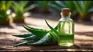 Aloe Vera Oil: एलोवेरा जेल से भी ज्यादा फायदेमंद है एलोवेरा ऑयल