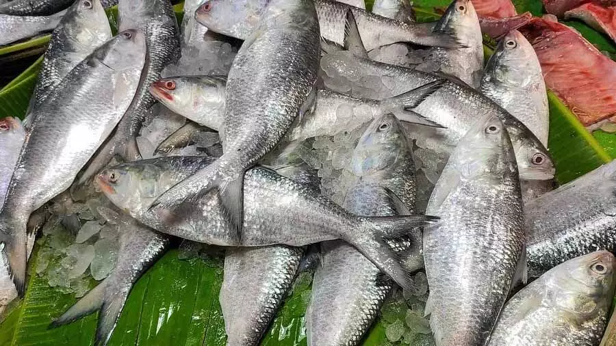 Hilsa की पहली खेप बांग्लादेश से पश्चिम बंगाल पहुंची, दूसरी खेप जल्द ही आएगी