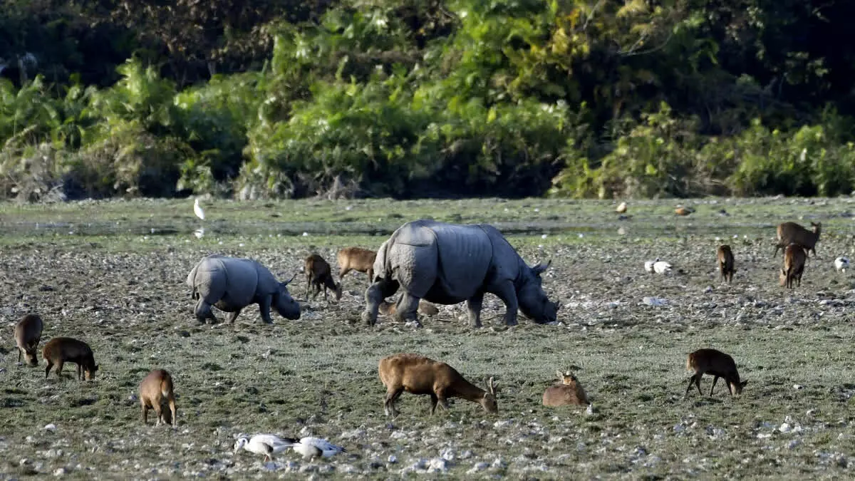 Assam का काजीरंगा राष्ट्रीय उद्यान 1 अक्टूबर से पर्यटकों के लिए खुलेगा