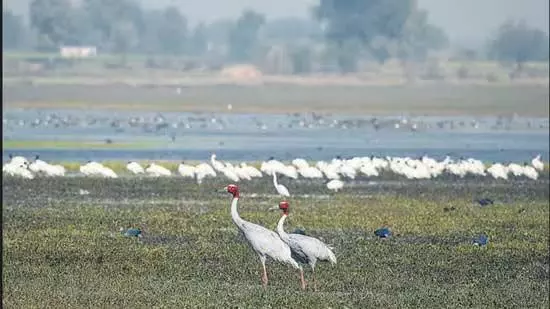 NGT ने धनौरी वेटलैंड्स से जलकुंभी हटाने का आदेश दिया