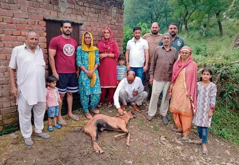 Morni गांव में तेंदुए का आतंक