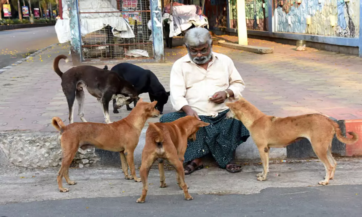 Bengaluru: आवारा कुत्तों को भोजन उपलब्ध कराने के लिए ‘सह-अस्तित्व चैंपियन’ अभियान