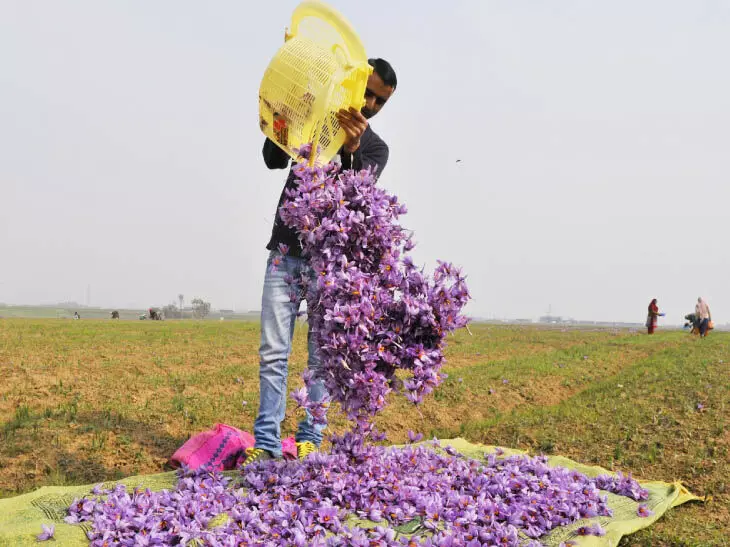 केसर की खेती ने कैसे बदल दिए हैं कश्मीर के हालात