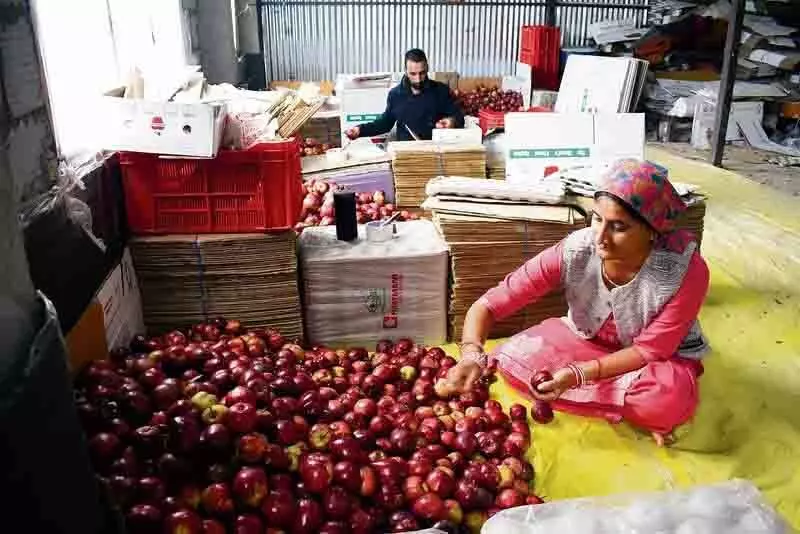 Himachal : बाजार में मंदी, सेब उत्पादक निराश