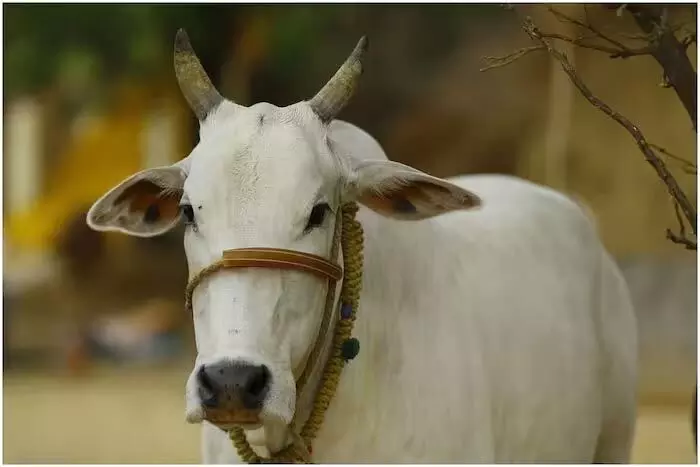 गाय को मिला राज्यमाता का दर्जा, सरकार का बड़ा फैसला