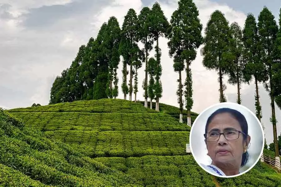 Mamata Banerjee ने दार्जिलिंग पहाड़ियों में चाय बागान बोनस मुद्दे में हस्तक्षेप करने से इनकार किया