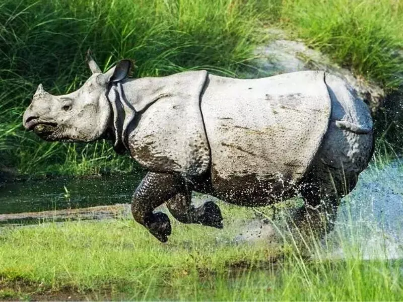 Assam : पोबितोरा के निकट गैंडे के हमले में एक व्यक्ति की मौत