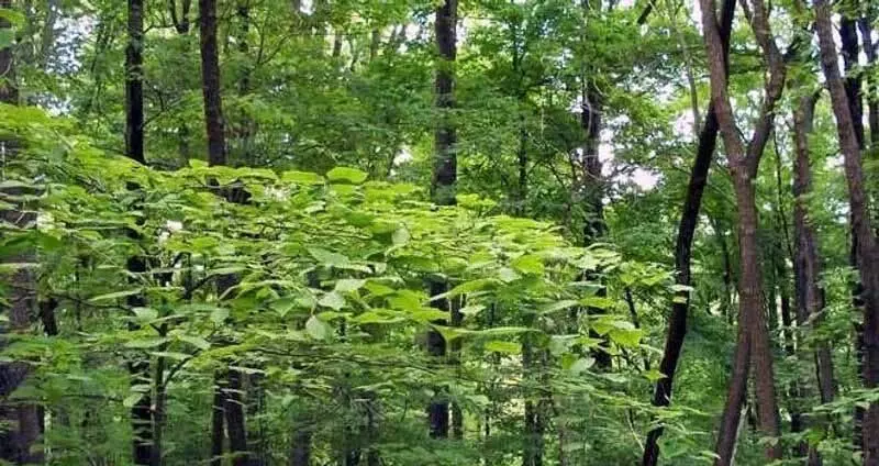 पर्यावरण मंत्रालय ने Kandi क्षेत्र में बांधों से गाद निकालने पर शर्तें लगाईं