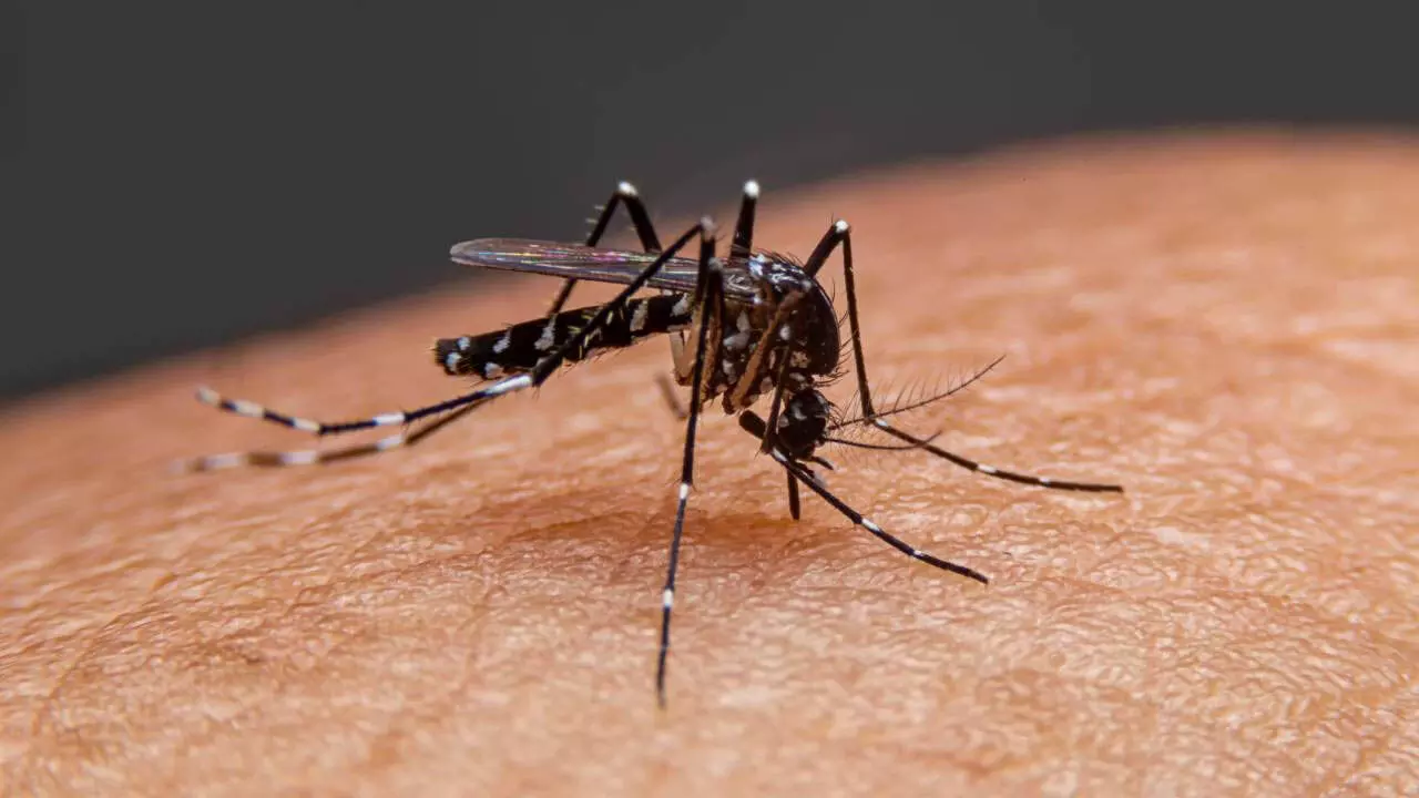 Malaria ने भारत में अपने पैर पसार लिए है: लक्षण और उपाय