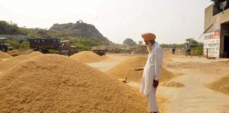 Amritsar: जिला अनाज मंडियों में आज से धान की खरीद शुरू