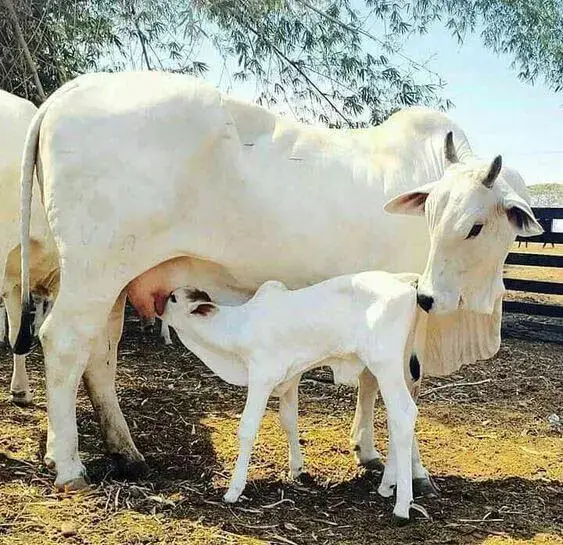 Rajasthan: गायों के लिए बेहतर सुविधा, साथ ही अनुदान राशि में बढ़ोत्तरी