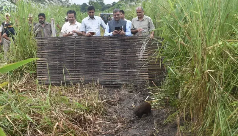 Assam : नौ पिग्मी हॉग को मानस राष्ट्रीय उद्यान में वापस छोड़ा गया