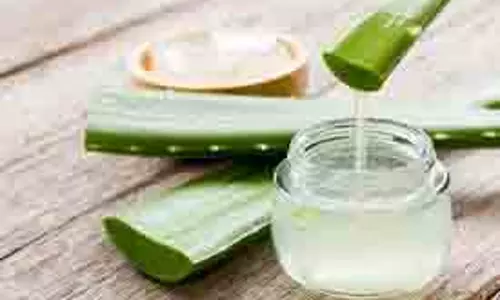 Beauty tips:  एलोवेरा के साथ लगाएं ये चीजें