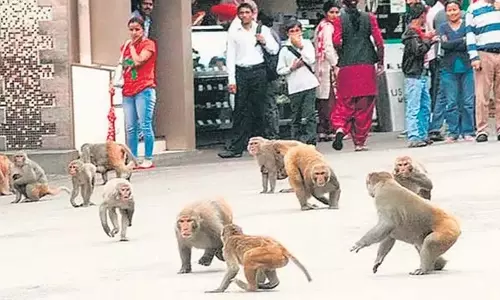 दिल्ली हाईकोर्ट ने नगर निकायों को बंदरों की समस्या से निपटने के लिए योजना तैयार की दिल्ली हाईकोर्ट ने नगर निकायों को बंदरों की समस्या से निपटने के लिए योजना तैयार की