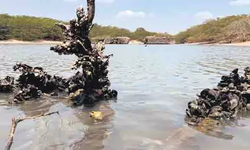 TN : तमिलनाडु सरकार ने कहा, मानसून के बाद पुलिकट में मसल्स हटाएंगे