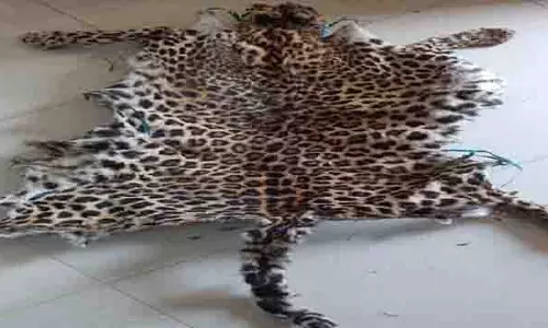 Odisha : बौध में तेंदुए की खाल जब्त की गई, एक गिरफ्तार