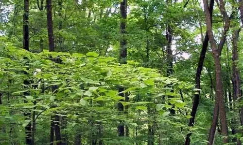 पर्यावरण मंत्रालय ने Kandi क्षेत्र में बांधों से गाद निकालने पर शर्तें लगाईं पर्यावरण मंत्रालय ने Kandi क्षेत्र में बांधों से गाद निकालने पर शर्तें लगाईं