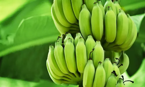 कच्चे केले से आप भी बना सकते हैं ये 3 चीजे