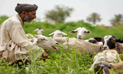 Bihar: बकरी पालन फार्म खोलने के लिए सरकार दे रही है 60% सब्सिडी