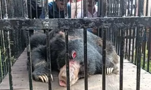 भालू की मौत, कल ही वन विभाग ने किया था रेस्क्यू भालू की मौत, कल ही वन विभाग ने किया था रेस्क्यू